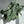 Alocasia Silver Dragon