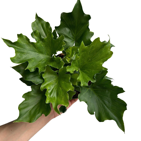 Philodendron 'Lickety Split'