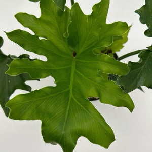 Philodendron 'Lickety Split'