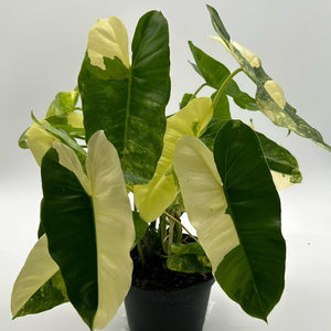 Variegated Philodendron Burle Marx