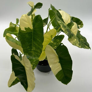 Variegated Philodendron Burle Marx