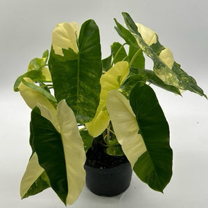 Variegated Philodendron Burle Marx
