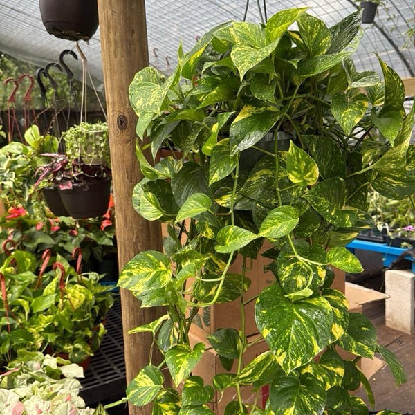 Hawaiian Pothos Hanging Basket