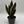 Sansevieria Black Flame 6