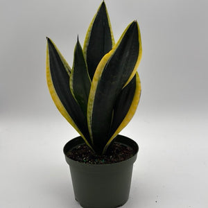 Sansevieria Black Flame 6"
