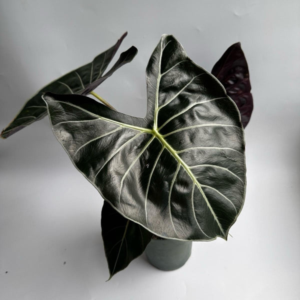 Alocasia Longiloba 'Dragon's Tooth'