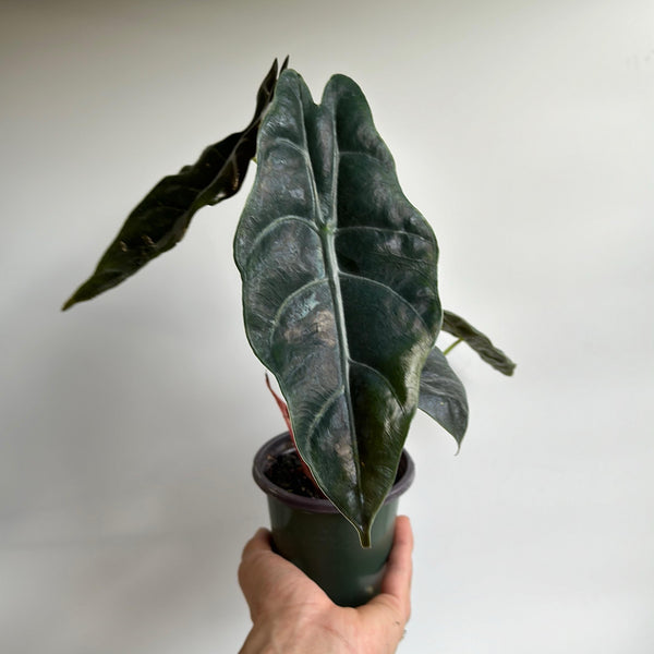 Alocasia x Chantrieri