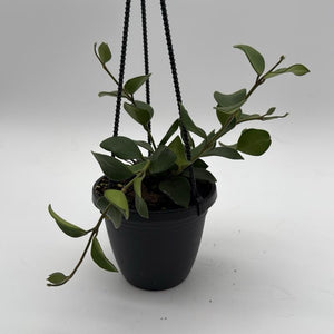 Hoya Nummularioides Hanging Basket