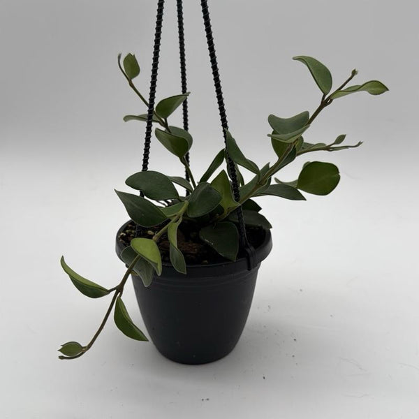 Hoya Nummularioides Hanging Basket