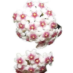 Hoya Nummularioides Hanging Basket