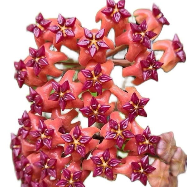 Hoya Benitotanii Hanging Basket