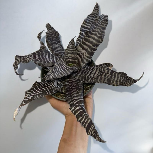 Cryptanthus Earth Star