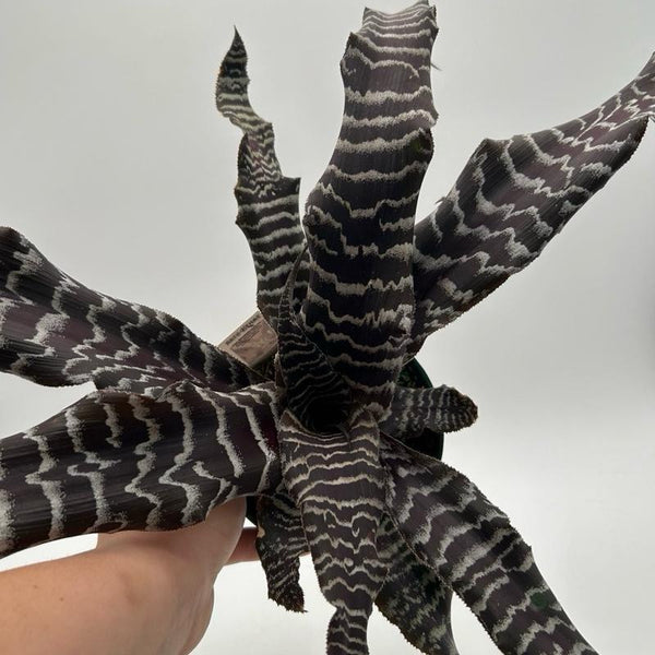 Cryptanthus Earth Star