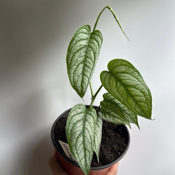 Monstera Siltepecana 'El Salvador'
