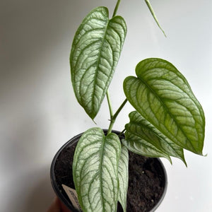 Monstera Siltepecana 'El Salvador'