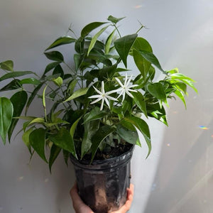 Angel Wing Star Jasmine