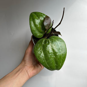 Hoya Latifola 'Sarawak'