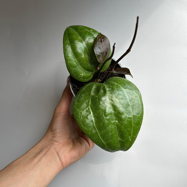 Hoya Latifola 'Sarawak'