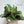Calathea Makoyana