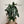 Alocasia Polly