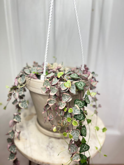 String of hearts variegated