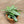 Calathea Vittata