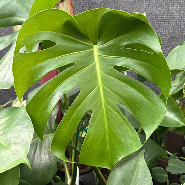 Monstera Deliciosa