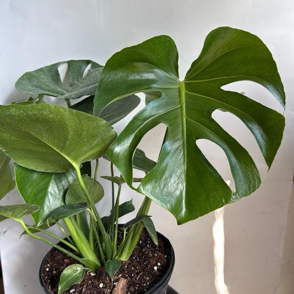 Monstera Deliciosa