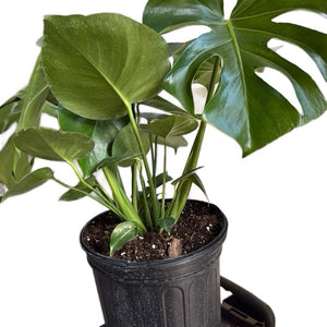Monstera Deliciosa
