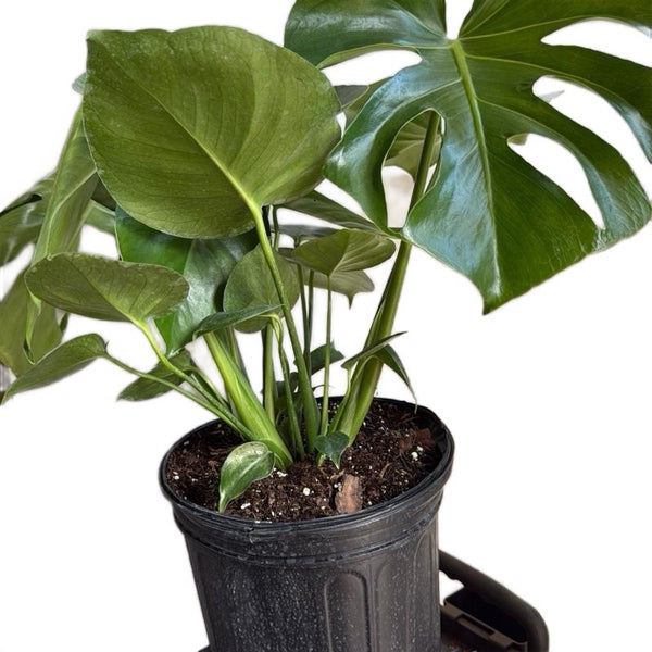 Monstera Deliciosa