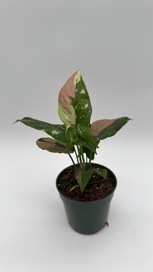 Tricolor Syngonium Red Spot