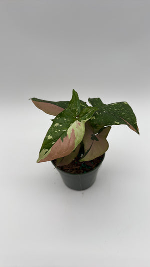 Tricolor Syngonium Red Spot