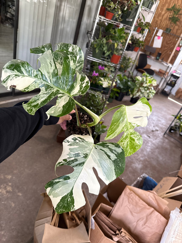 Monstera Albo