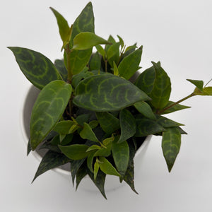 Aeschynanthus Lipstick Plant ‚ÄòBlack Pagoda‚Äô