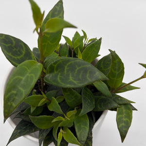 Aeschynanthus Lipstick Plant ‚ÄòBlack Pagoda‚Äô