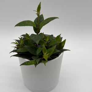 Aeschynanthus Lipstick Plant ‚ÄòBlack Pagoda‚Äô