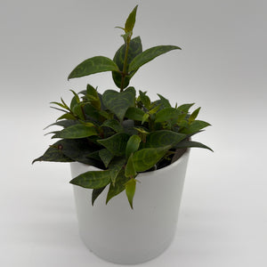 Aeschynanthus Lipstick Plant ‚ÄòBlack Pagoda‚Äô