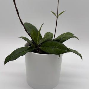 Hoya Crassipetiolata