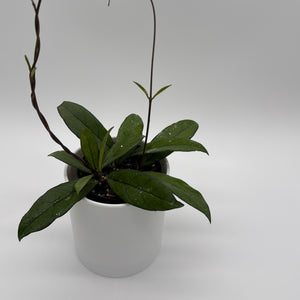 Hoya Crassipetiolata