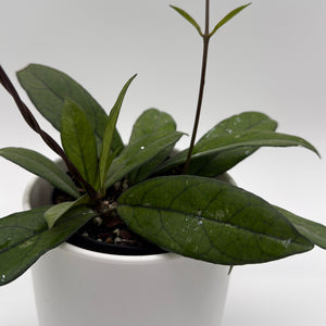 Hoya Crassipetiolata