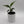 Monstera Pinnatipartita