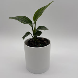 Monstera Pinnatipartita
