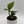 Monstera Pinnatipartita