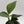 Monstera Pinnatipartita