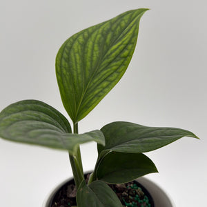 Monstera Pinnatipartita