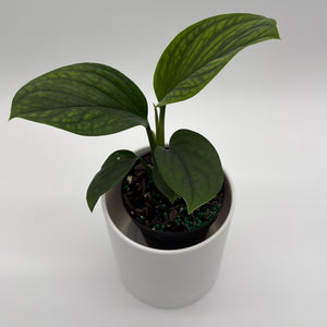 Monstera Pinnatipartita