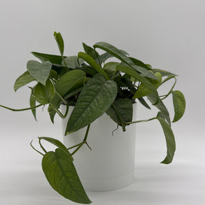 zebra prayer plant Runo Plants | Indoor Plants