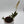 Jewel Orchid 'Ludisia Galaxy'