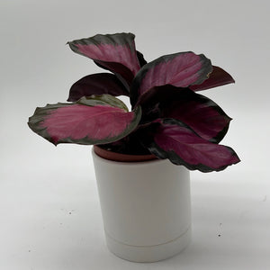 Calathea Pink Star Rosy