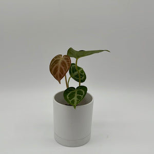 Anthurium Dorayakii 'Silver Blush'